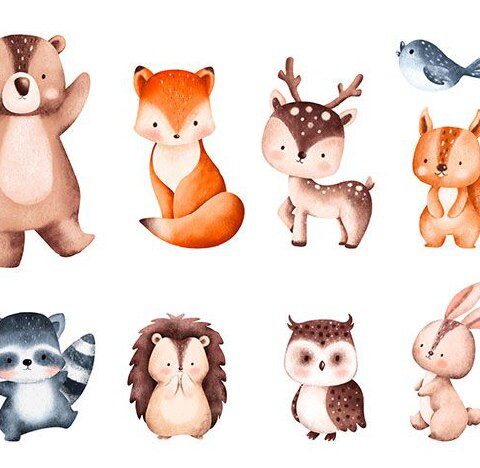 وکتور جوجه تیغی