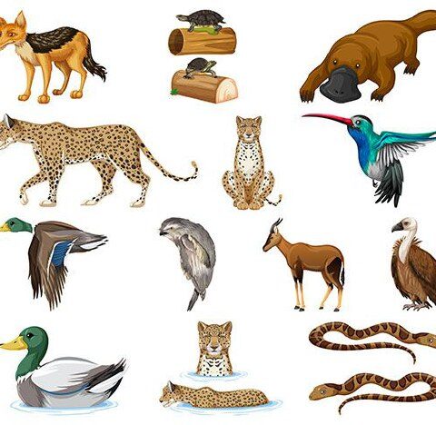 وکتور مرغابی