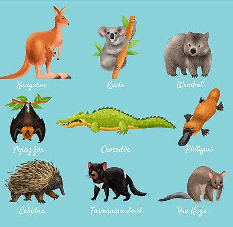 وکتور تمساح