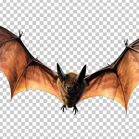 فایل لایه باز خفاش