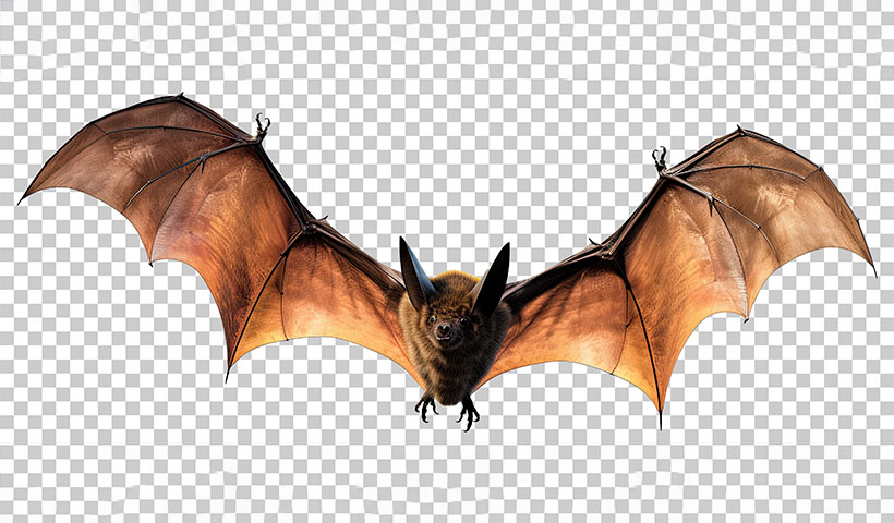 bat-flying-isolated-transparent-background