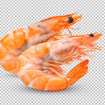 فایل لایه باز مجموعه ای از میگوها