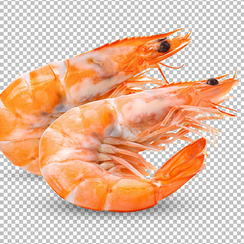 فایل لایه باز مجموعه ای از میگوها