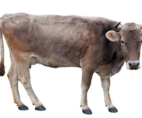 فایل لایه باز گاو