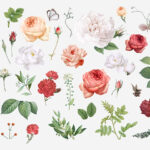 مجموعه گل لاله