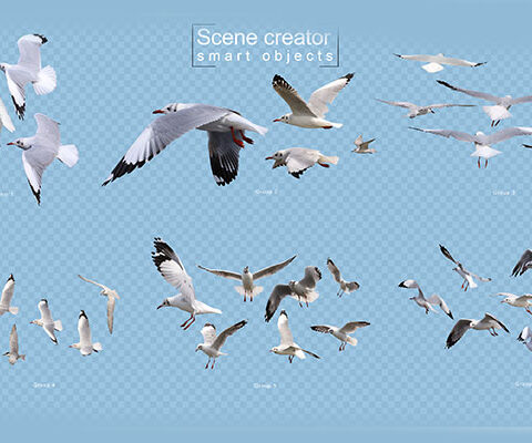 فایل  لایه باز مرغ دریایی