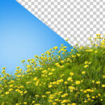 فایل لایه باز مجموعه گل نرگس