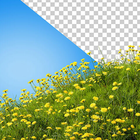 فایل لایه باز مجموعه گل نرگس