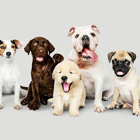 فایل لایه باز گروه سگ ها