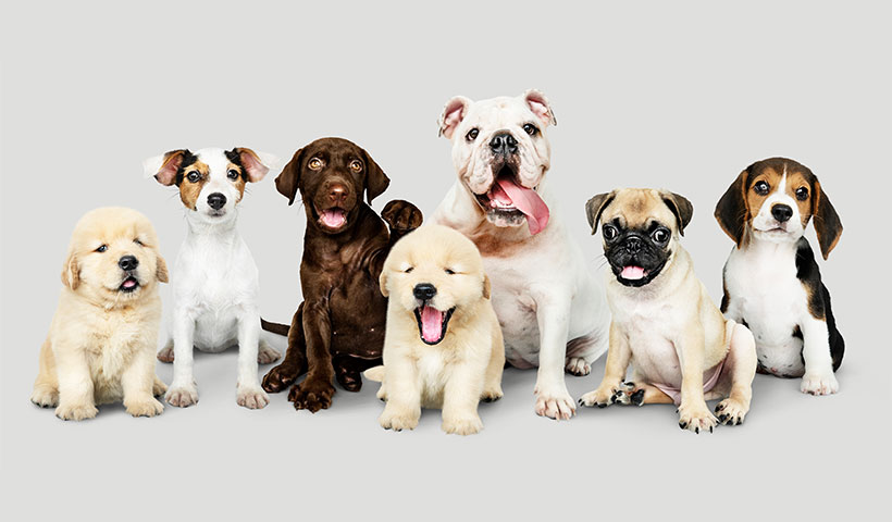 group-portrait-adorable-puppies