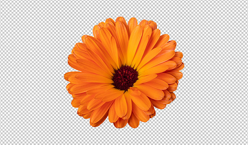 orange-calendula-flower-isolated-rendering فایل لایه باز گل آفتابگردون