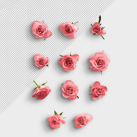 فایل لایه باز مجموعه گل رز صورتی