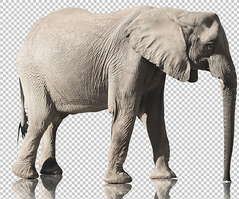 فایل لایه باز فیل