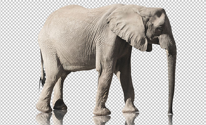realistic-elephant