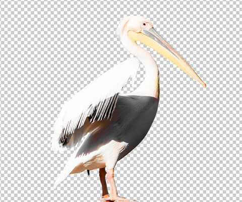 فایل لایه باز پلیکان