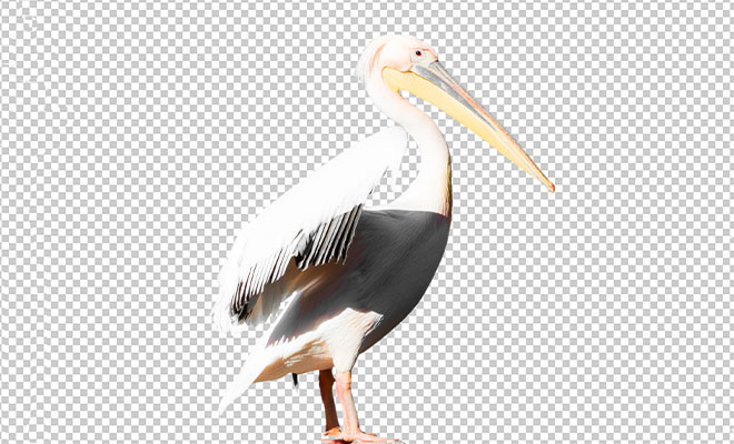 realistic-pelican