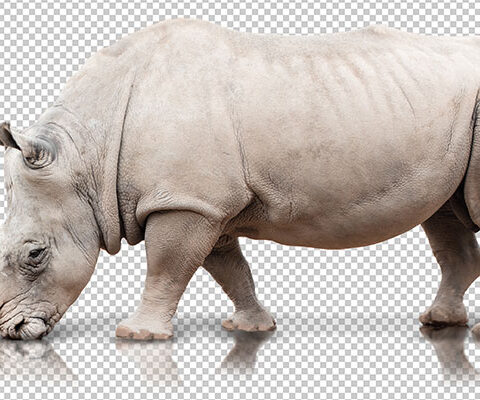 فایل لایه باز کرگدن