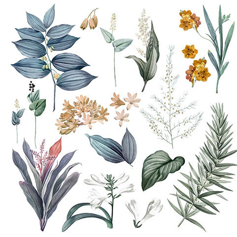 فایل لایه باز مجموعه شاخ و برگ