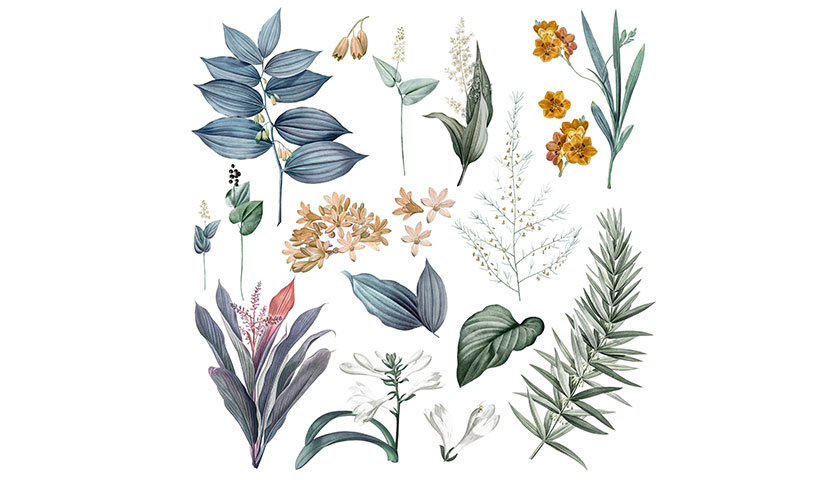 set-flowers-plant-illustrations فایل لایه باز مجموعه شاخ و برگ