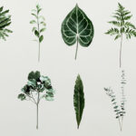 فایل لایه باز مجموعه برگ