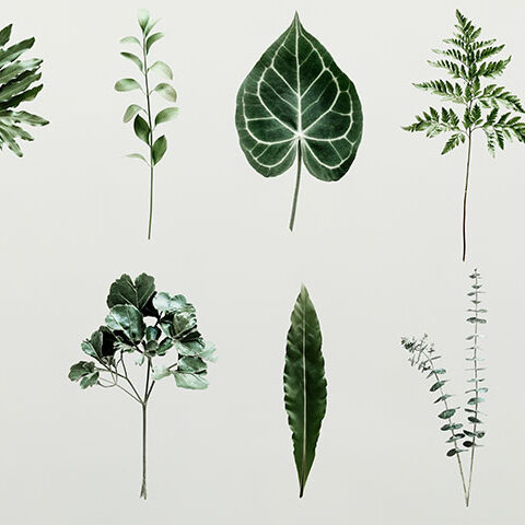 فایل لایه باز مجموعه برگ