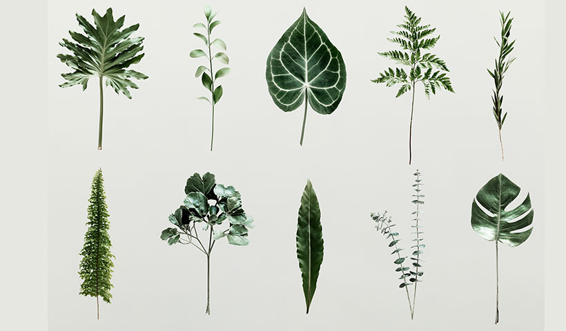 shadow-palm-leaves-wall فایل لایه باز مجموعه برگ