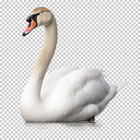 فایل لایه باز غاز