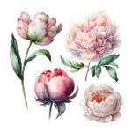 مجموعه وکتور گل سفید