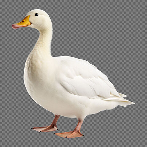 فایل لایه باز اردک