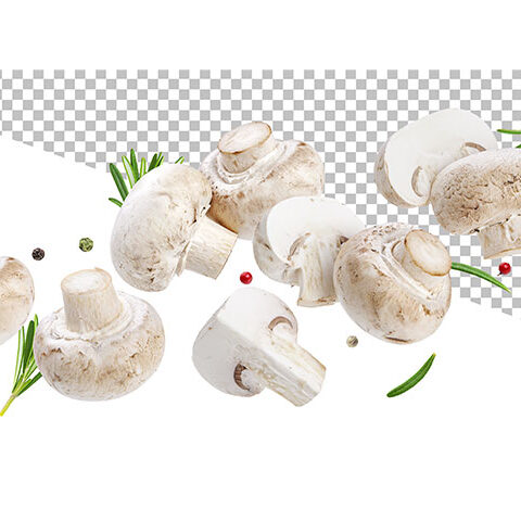 فایل لایه باز مجموعه ای از قارچ ها