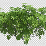 فایل لایه باز شاخ و برگ