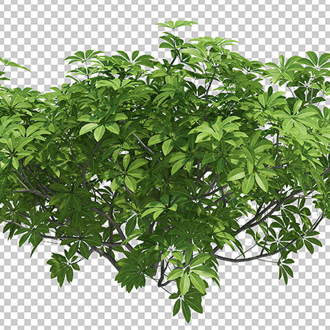 فایل لایه باز شاخ و برگ