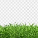 فایل لایه باز سبزه