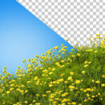 فایل لایه باز گلزار