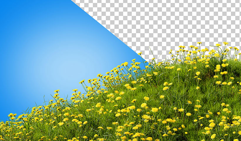 grass_meadow_with_dandelions_3d_render_grass_field_with_flowers فایل لایه باز گلزار