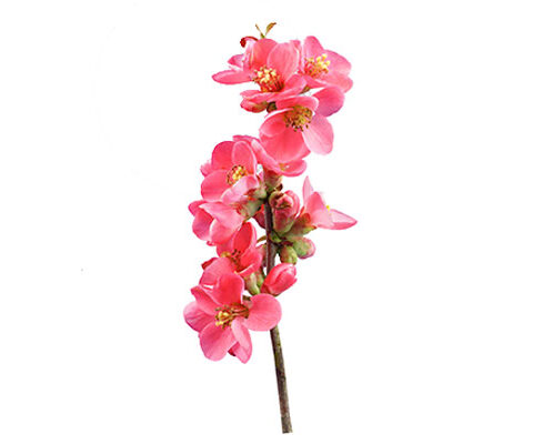 فایل لایه باز فصل صورتی