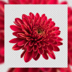 فایل لایه باز فصل گل