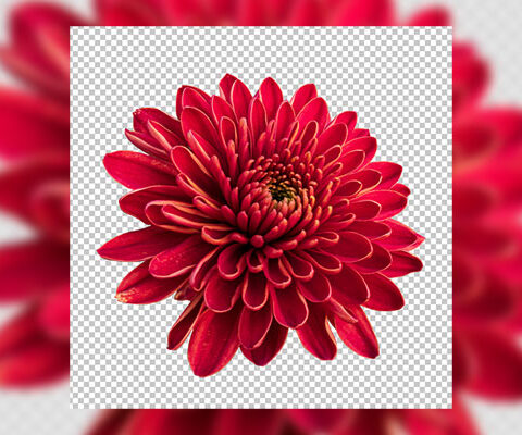 فایل لایه باز فصل گل