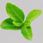 فایل لایه باز نعنا