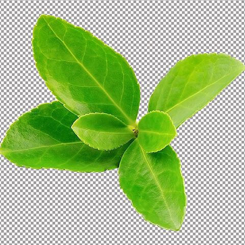 فایل لایه باز نعنا