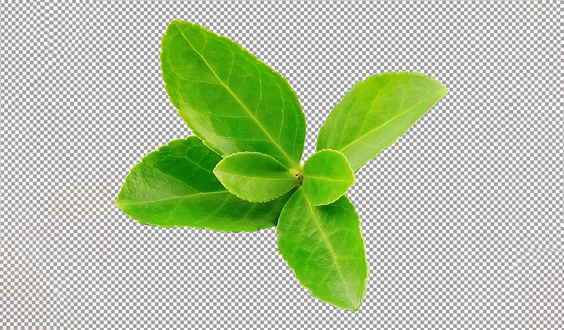 natural-green-leaves-png فایل لایه باز نعنا