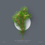 فایل لایه باز کاج