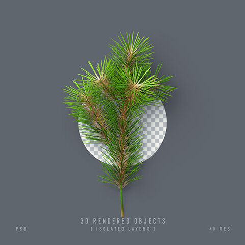 فایل لایه باز کاج