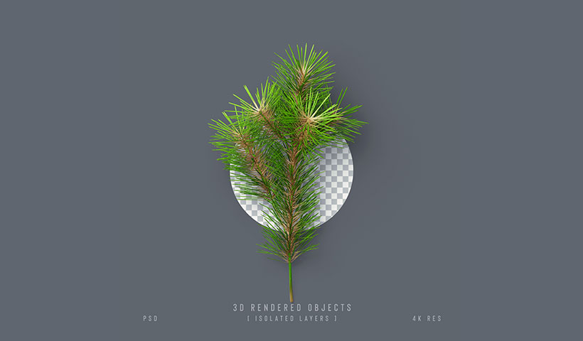 pine_tree_branches_leaves_custom_scene_isolated_transparent_back فایل لایه باز کاج