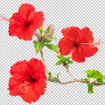 فایل لایه باز فصل گیاه