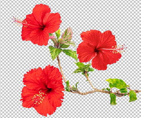 فایل لایه باز فصل گیاه