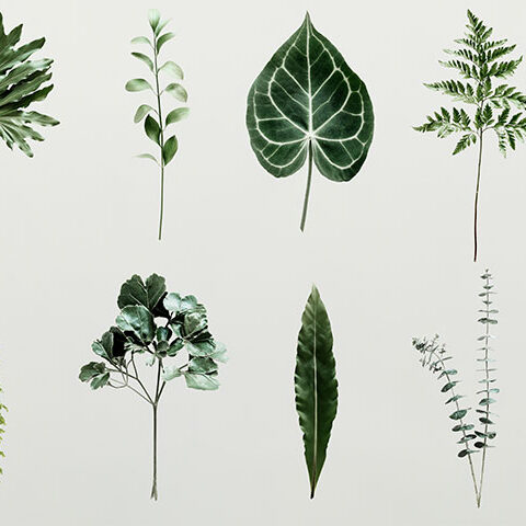 فایل لایه باز برگ