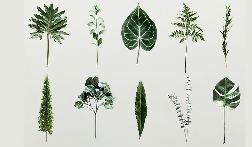 shadow-palm-leaves-wall فایل لایه باز برگ