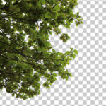 فایل لایه باز شاخه درخت