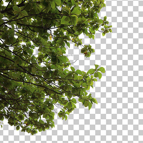 فایل لایه باز شاخه درخت